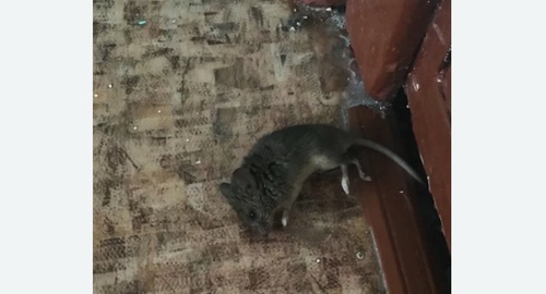 Дезинфекция от мышей в Тобольске