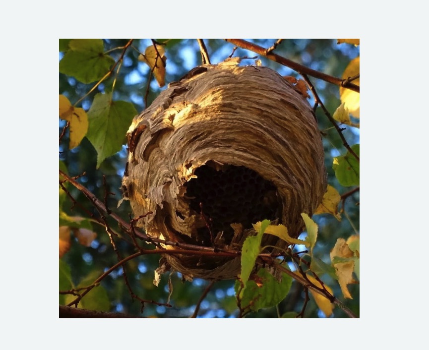 Обработка от шершней в Тобольске