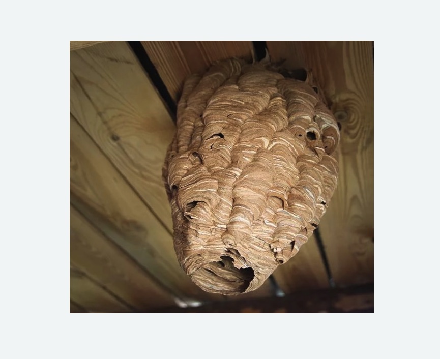 обработка от шершней в Тобольске