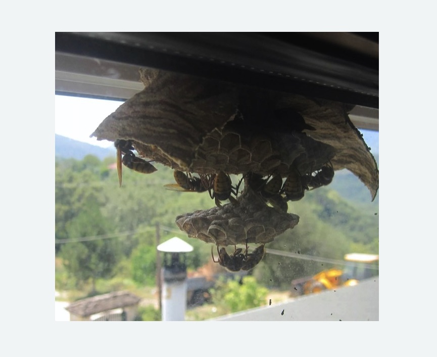 Уничтожение гнёзд шершней в Тобольске