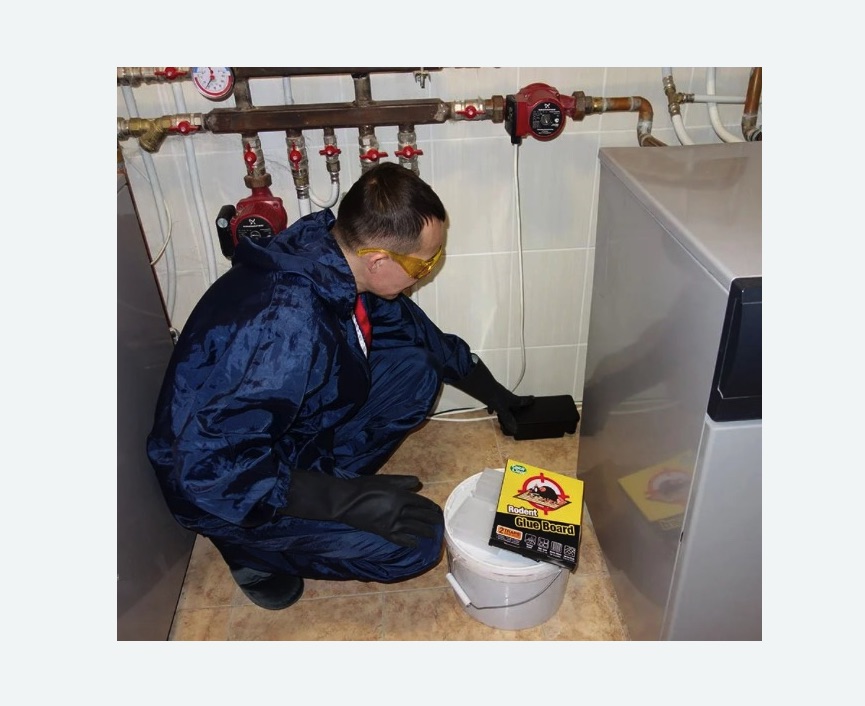 Уничтожение крыс в Тобольске